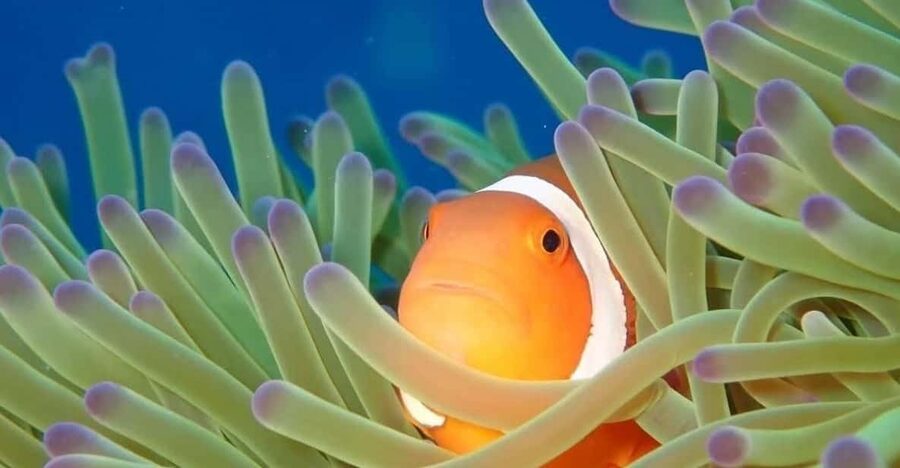 From Naha Scuba Diving Trip in Kerama(for certified divers) - Why Kerama National Park is worth the boat ride