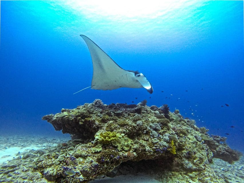From Naha Scuba Diving Trip in Kerama(for certified divers) - Lunch on the boat, with no surprise catering