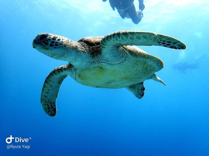 From Naha Scuba Diving Trip in Kerama(for certified divers) - Is the optional third session worth 5,500 yen?
