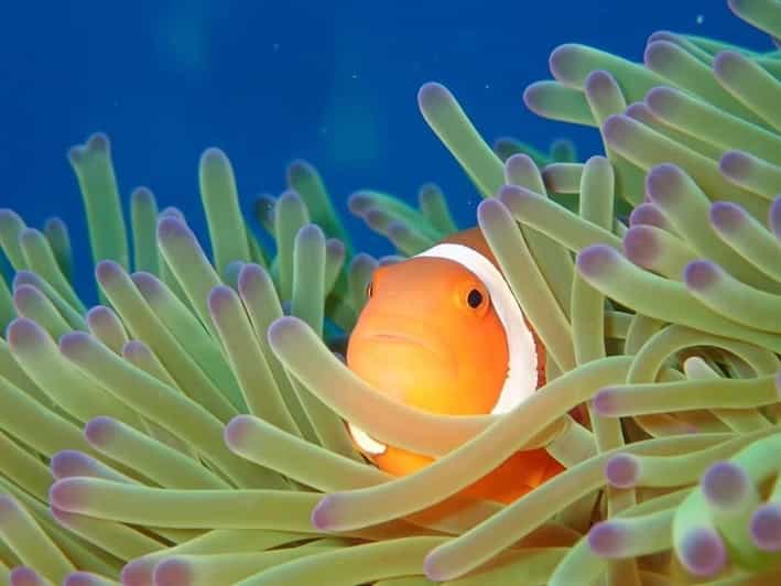 From Naha Scuba Diving Trip in Kerama(for certified divers) - Equipment, safety, and underwater photographs
