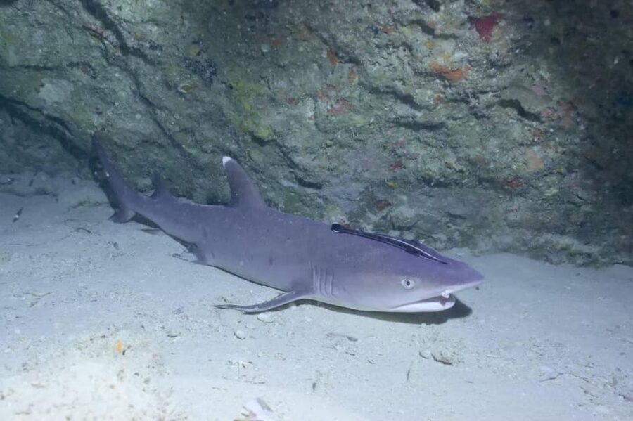 From Naha Scuba Diving Trip in Kerama(for certified divers) - What the $206 price really covers