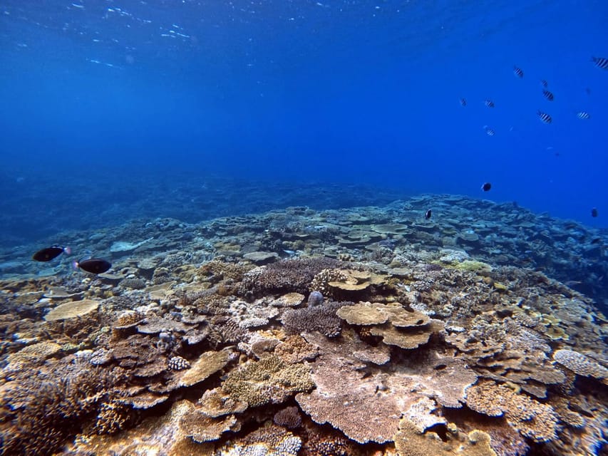 From Naha Scuba Diving Trip in Kerama(for certified divers) - An early start that keeps the day moving