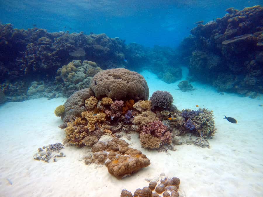 From Pattaya: Snorkeling or Beginner Scuba Diving Tour - Learning the basics before entering the sea