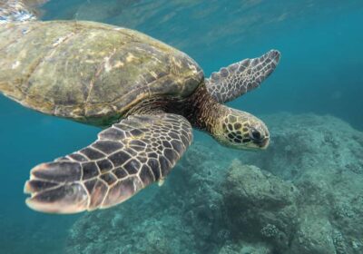 From Pattaya: Snorkeling or Beginner Scuba Diving Tour