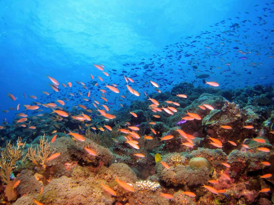 From Pattaya: Snorkeling or Beginner Scuba Diving Tour - What you may see below the surface
