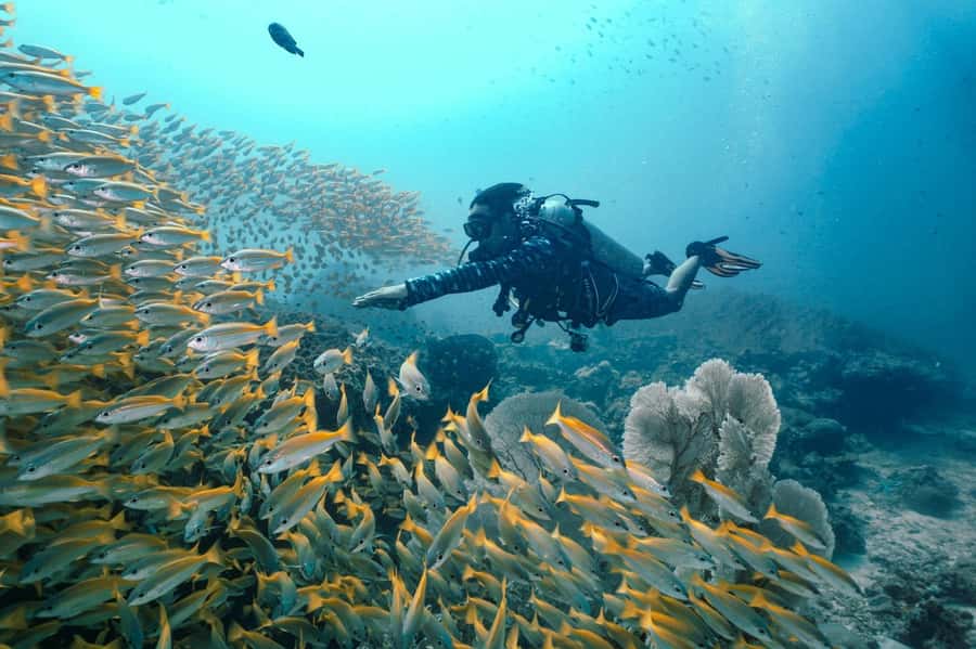 From Phi Phi: Beginner Scuba Diving Day Trip with 2 Dives - Key things to know before booking