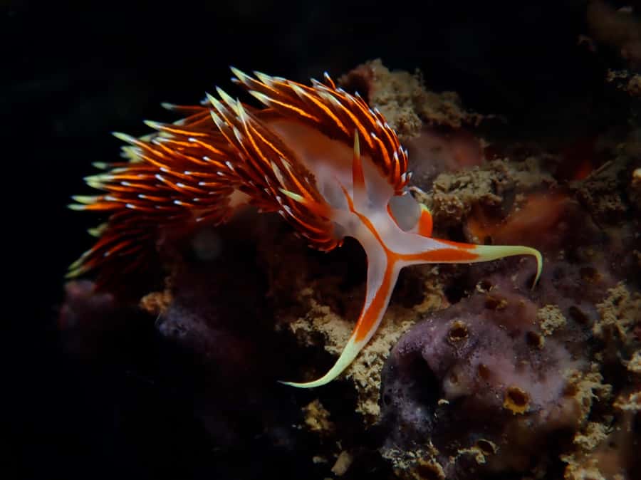 From Phi Phi: Beginner Scuba Diving Day Trip with 2 Dives - Lunch, fresh fruit, and a second session
