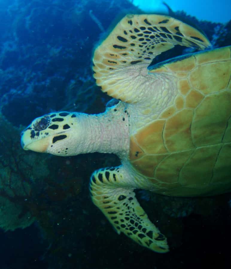 From Phi Phi: Beginner Scuba Diving Day Trip with 2 Dives - How much value you get for $125