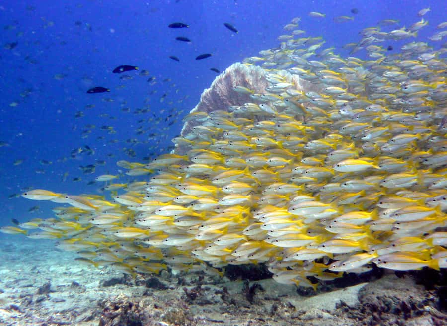 From Phi Phi: Beginner Scuba Diving Day Trip with 2 Dives - Should you book it?