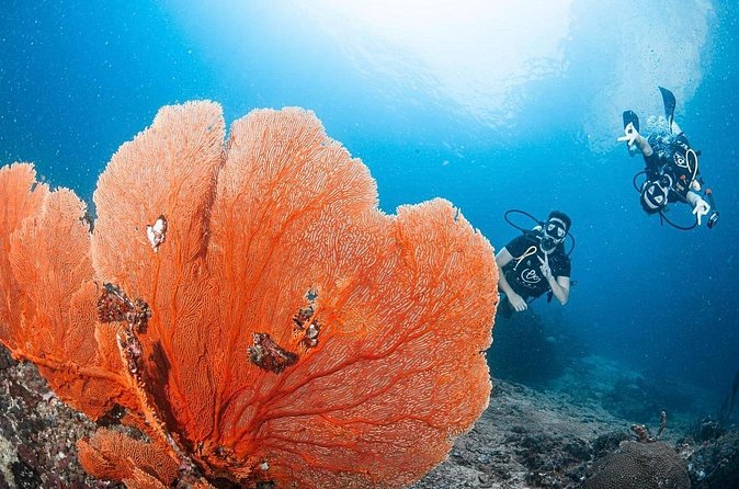 From Phi Phi Don | Half Day Discover Scuba Diving 2 Dives - Who will get the most from this experience