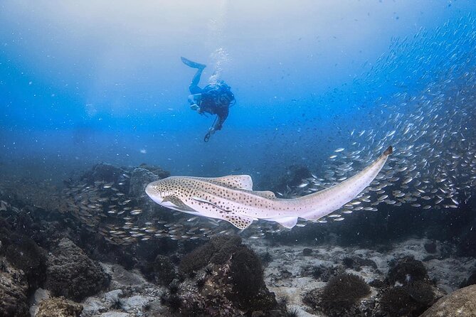 From Phi Phi Don | Half Day Discover Scuba Diving 2 Dives - What the first underwater session is like