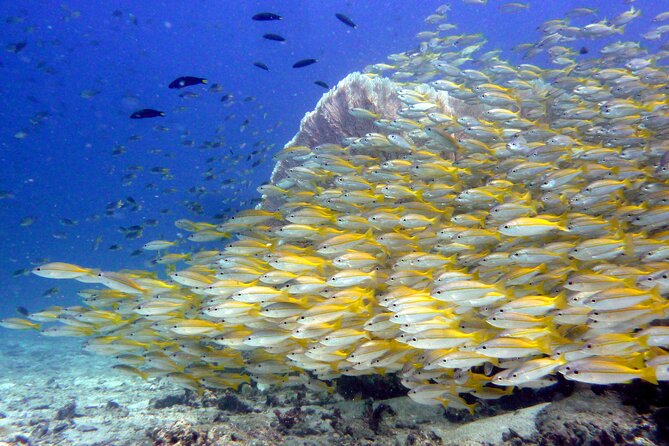 From Phi Phi: Half Day Discover Scuba (2 Dives) - Timing your stay on Phi Phi Don