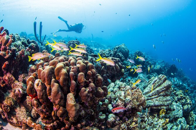 From Phi Phi: Half Day Trip for Certified Divers (2 Dives) - Which departure should you choose?