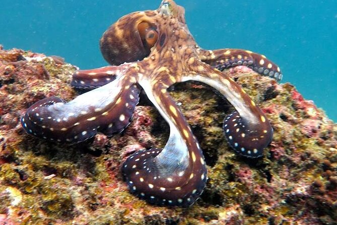 From Phi Phi: Half Day Trip for Certified Divers (2 Dives) - Who will enjoy this Phi Phi scuba outing?