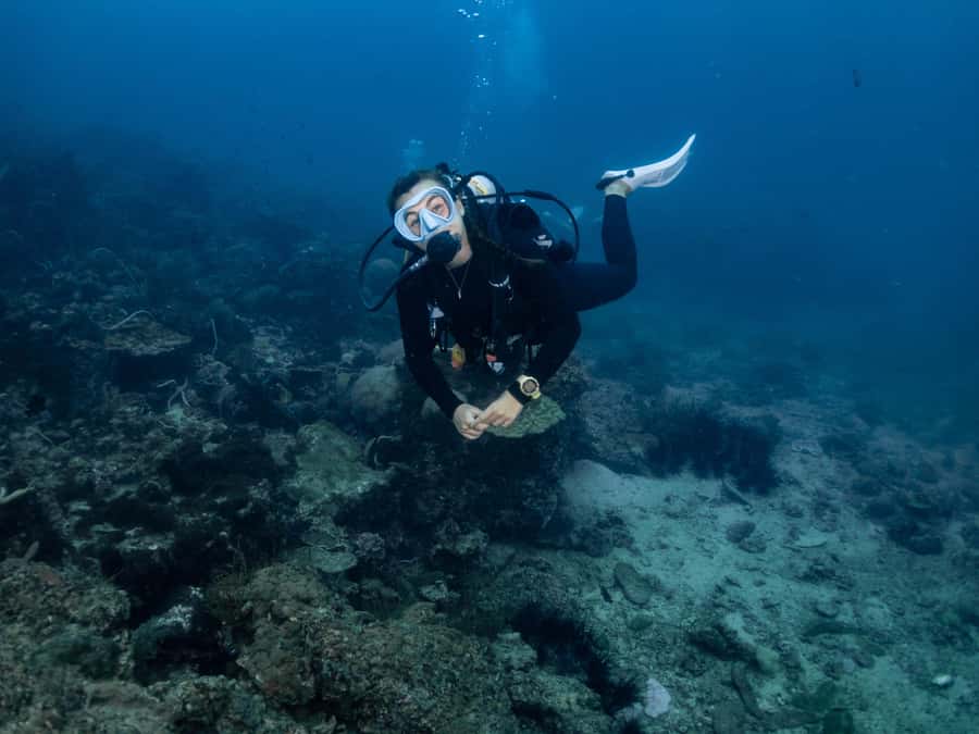 From Phi Phi: Half-Day Trip for Certified Divers (2 Dives) - Should you book Blue View Divers?