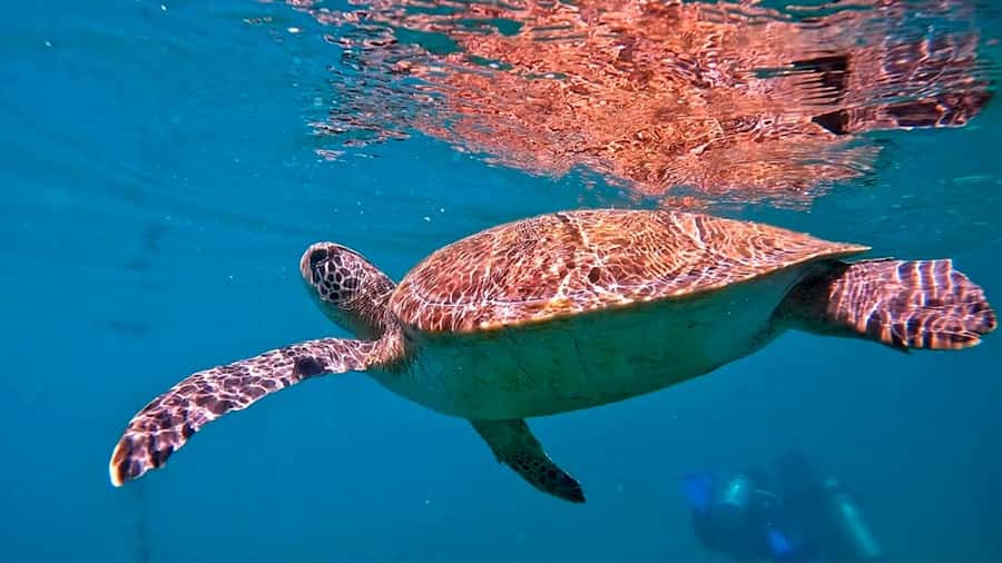from Rio de Janeiro: Diving in Buzios - Key points before you book