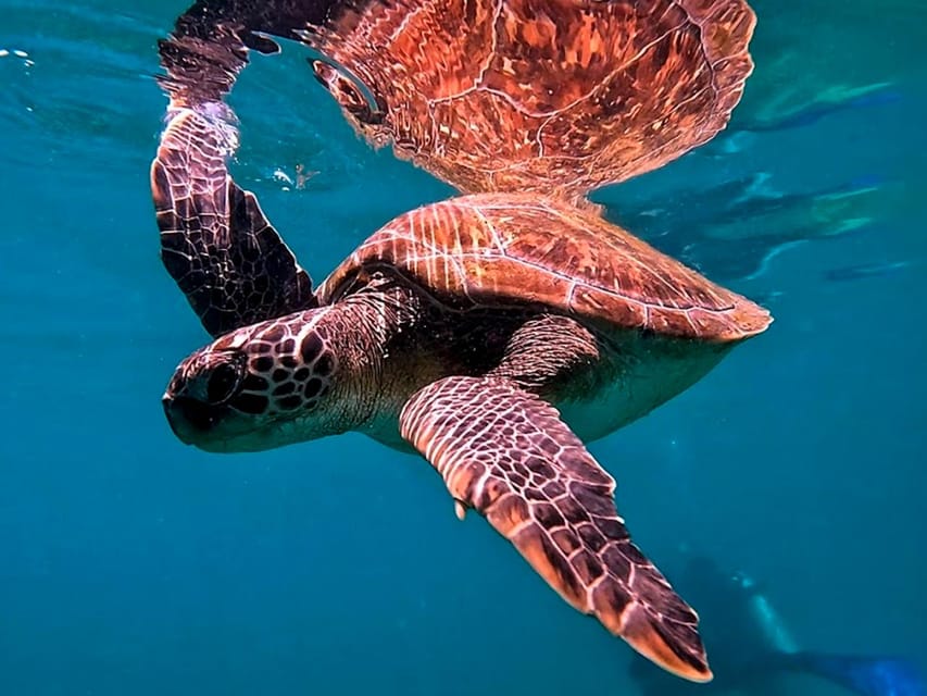 from Rio de Janeiro: Diving in Buzios - Who should choose this Búzios experience?