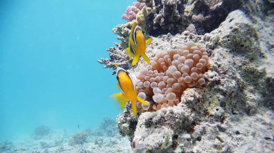 From Sharm: Luxury Diving cruise to Ras Mohammed with Lunch - Quick points before you book
