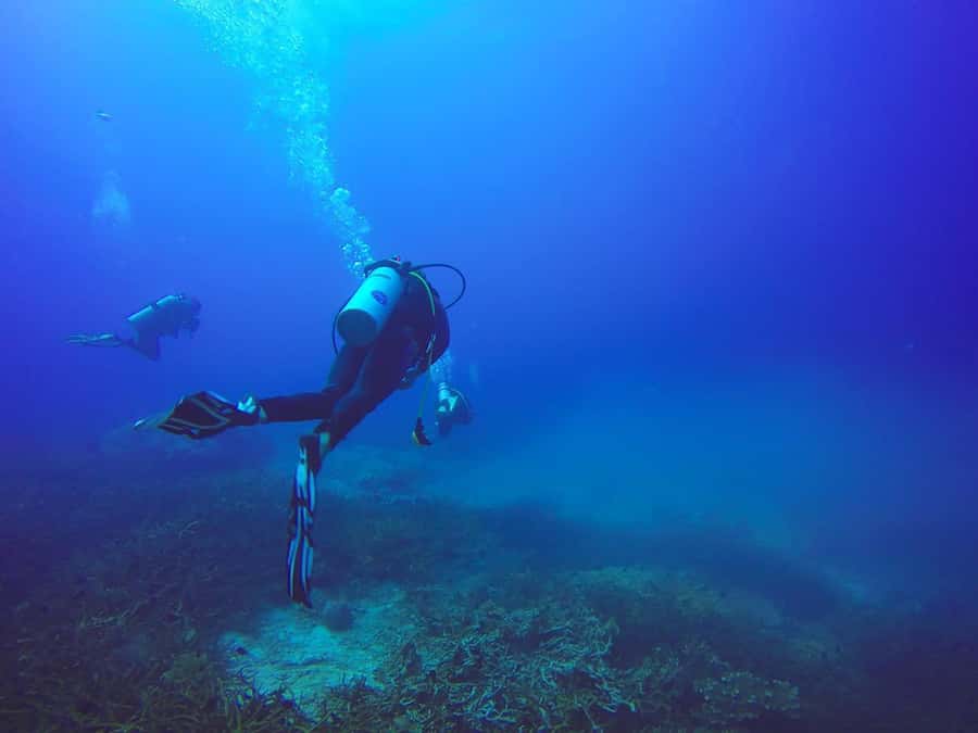 From Sharm: Luxury Diving cruise to Ras Mohammed with Lunch - The return sail to Sharm