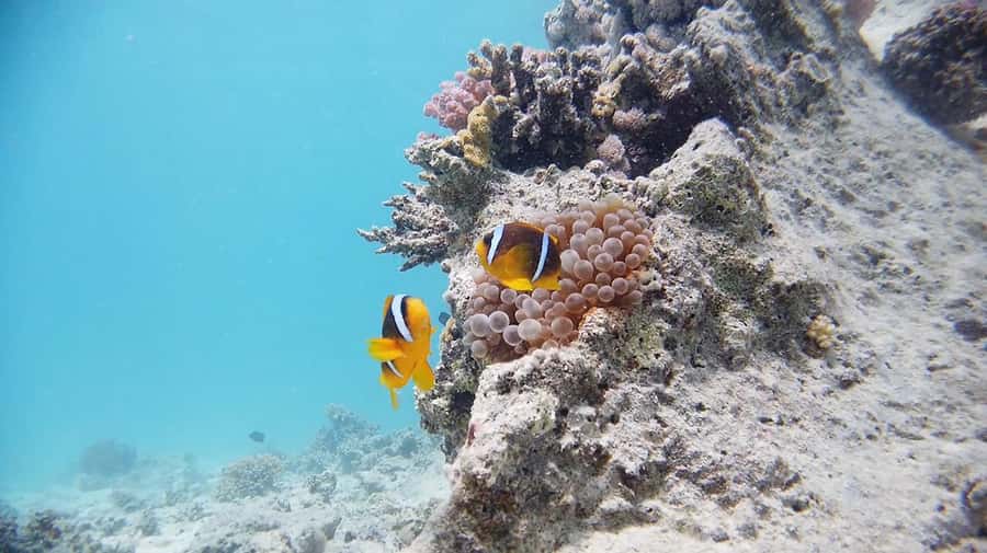 From Sharm: Luxury Diving cruise to Ras Mohammed with Lunch - What the $54 price really includes