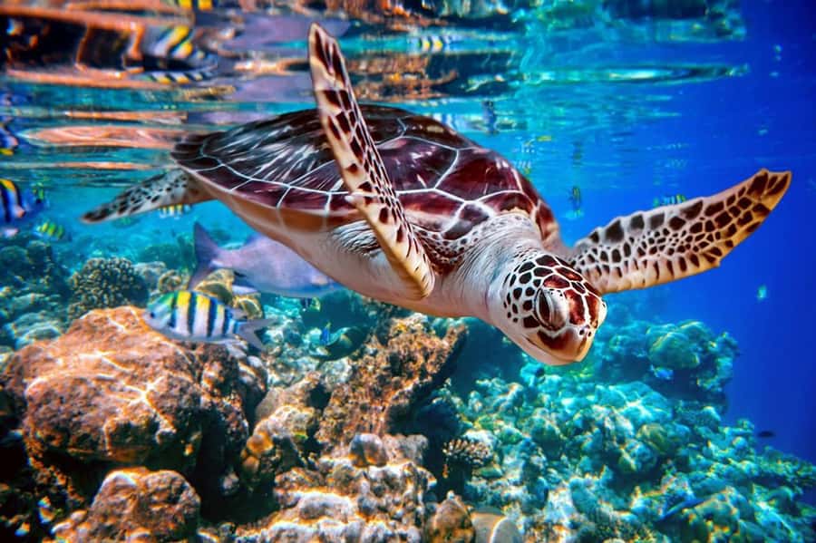 From Sharm: Ras Mohammed snorkeling cruise & optional diving - Why Ras Mohammed makes a good boat day