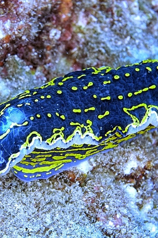 From Side: Guided Scuba Diving in Alanya w/ Lunch & Transfer - What the six-hour Alanya outing is really like
