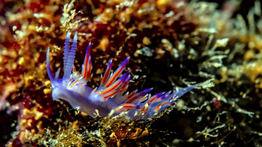 From Side: Guided Scuba Diving in Alanya w/ Lunch & Transfer - Is $53 good value from Side?