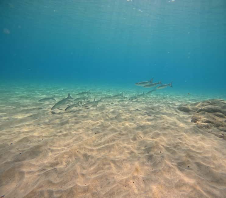 Fuerteventura: First Scuba Experience – Calm 1:1 Dive - Key points at a glance