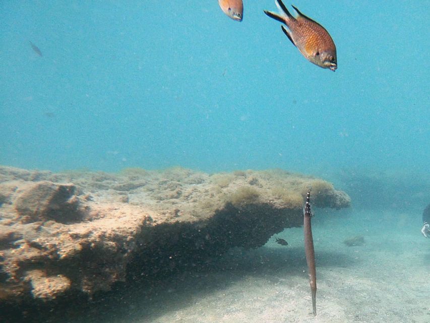 Fuerteventura: Introduction to Scuba Diving - Final call: book it if you want a careful first attempt