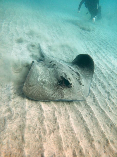 Fuerteventura: Introduction to Scuba Diving - The La Lajita underwater session