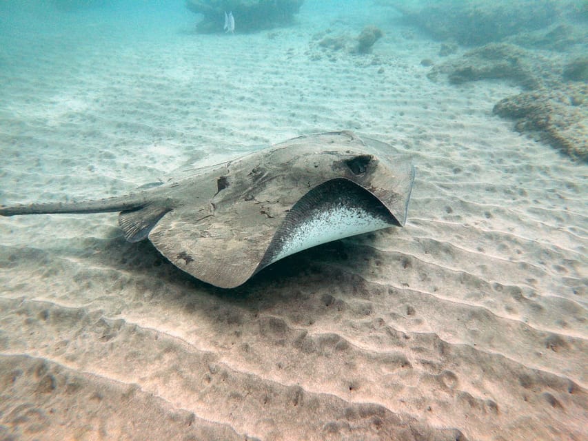 Fuerteventura: Introduction to Scuba Diving - Marine life, volcanic rock, and optional camera memories