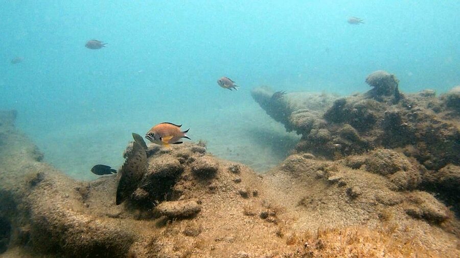 Fuerteventura: Introduction to Scuba Diving - Is $100 a fair price?
