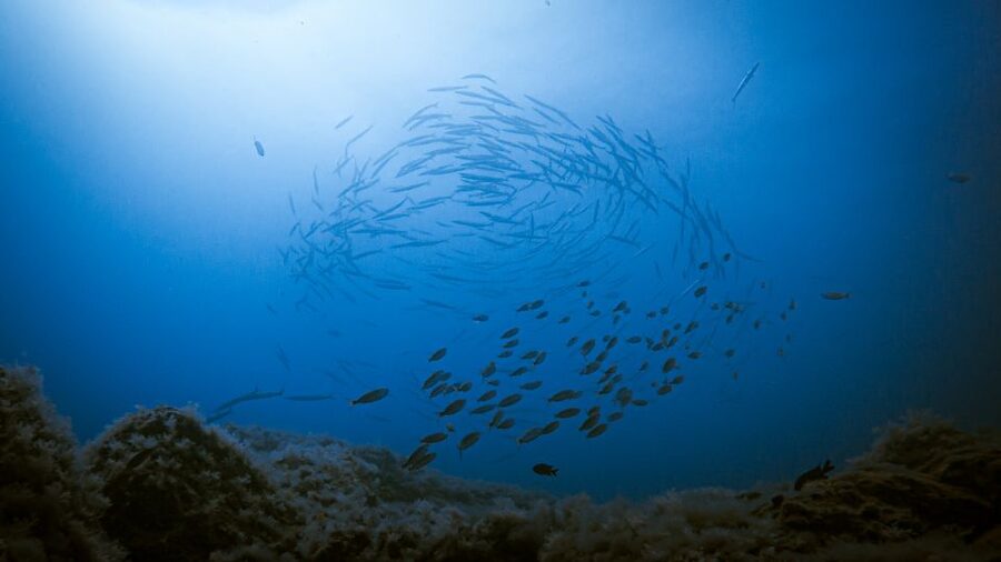 Fuerteventura: Introductory Dive in La Lajita with Pickup - Key points to know before booking