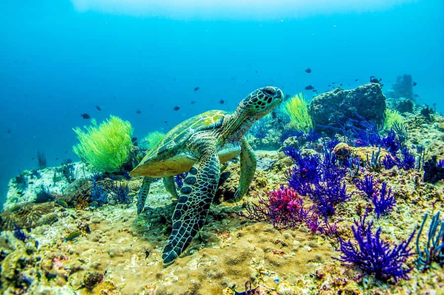 Fujairah: 2 Fun Dive Experience for Certified Divers - Two Gulf of Oman sessions from Dibba