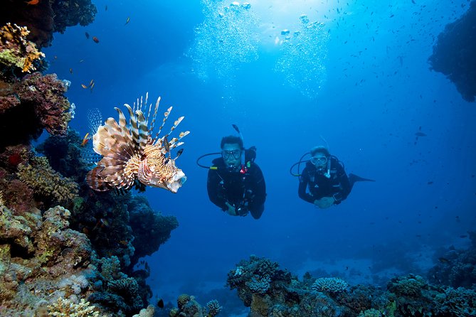 Full-Day Beginner Scuba Course with Private Tuition, Racha Yai - Coral, fish, and the small details below the surface