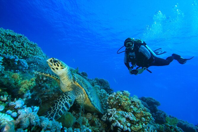Full-Day Beginner Scuba Course with Private Tuition, Racha Yai - The surface interval and second session