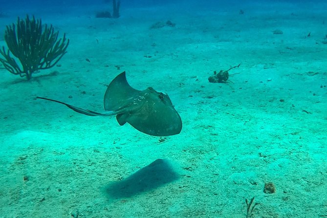 Full-Day Catalina Island Scuba Diving Tour from La Romana - A private beach, BBQ lunch, and a slower afternoon