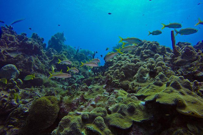Full-Day Catalina Island Scuba Diving Tour from La Romana - The catamaran ride back to La Romana