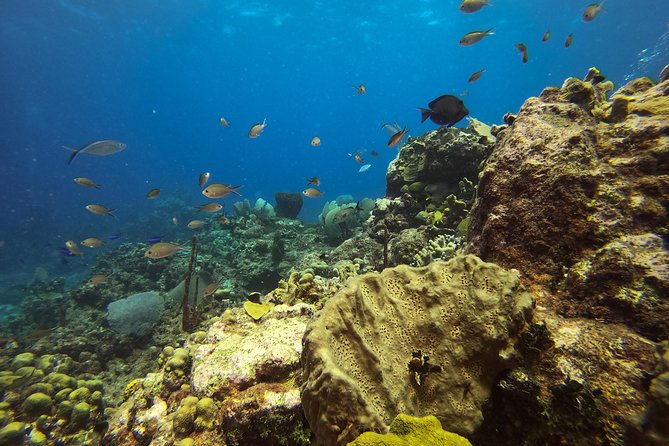 Full-Day Catalina Island Scuba Diving Tour from La Romana - Who should book this Catalina Island trip?