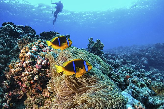 Full-Day Catalina Island Scuba Diving Tour from La Romana - The Aquarium: shallower water and more fish