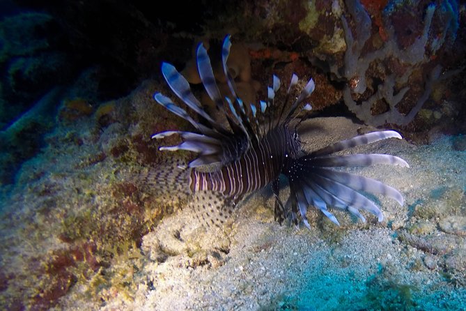 Full-Day Catalina Island Scuba Diving Tour from Punta Cana - Catalina Beach: Lunch, Loungers, and a Change of Pace