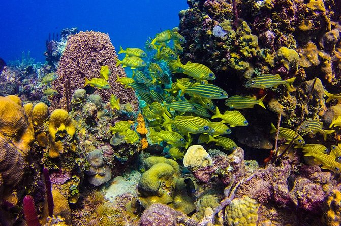Full-Day Catalina Island Scuba Diving Tour from Punta Cana - The Wall: The More Ambitious First Stop