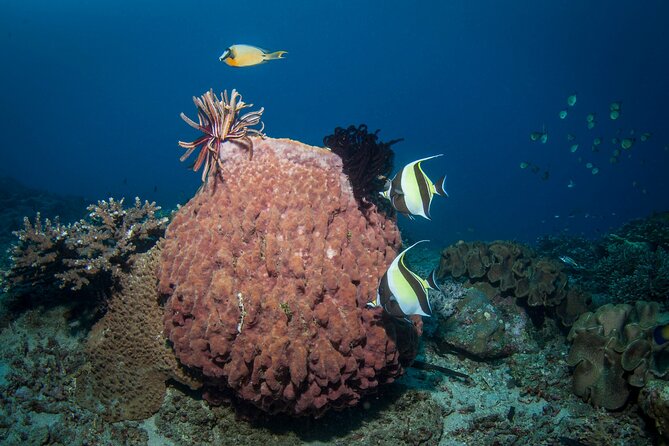 Full-Day Discover Scuba Diving Tour for Beginners in Tulamben - A Useful Break at the Dive Center