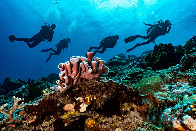 Full-Day Discover Scuba Diving Tour for Beginners in Tulamben - What the Price Includes at $154.95