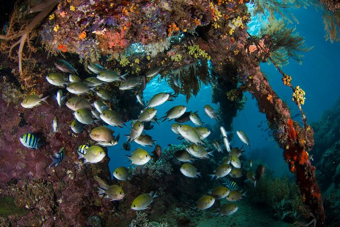 Full-Day Discover Scuba Diving Tour for Beginners in Tulamben - Weather, Changes, and Practical Planning
