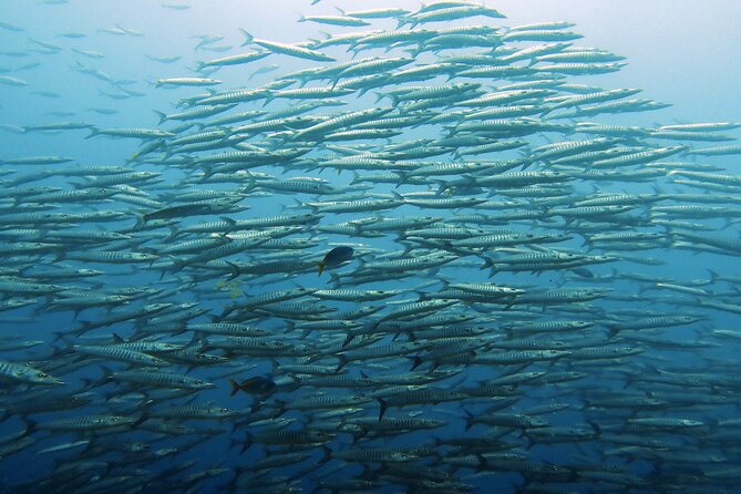 Full Day Diving Activity in Thailand with Lunch - The early start from Koh Samui