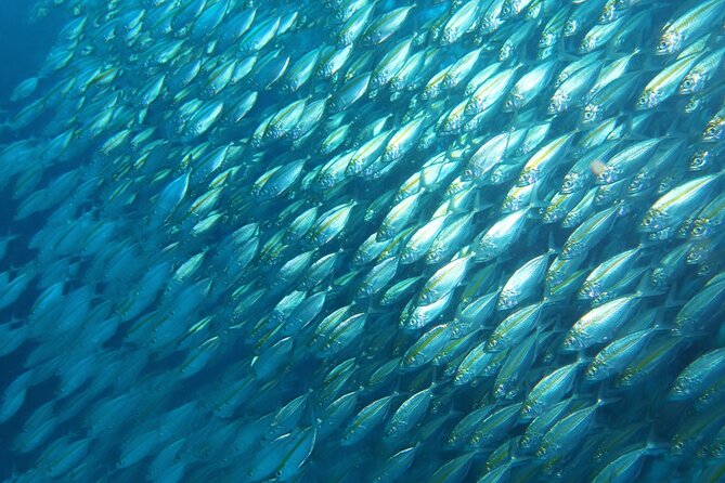 Full Day Diving Activity in Thailand with Lunch - The second session and return to Koh Samui
