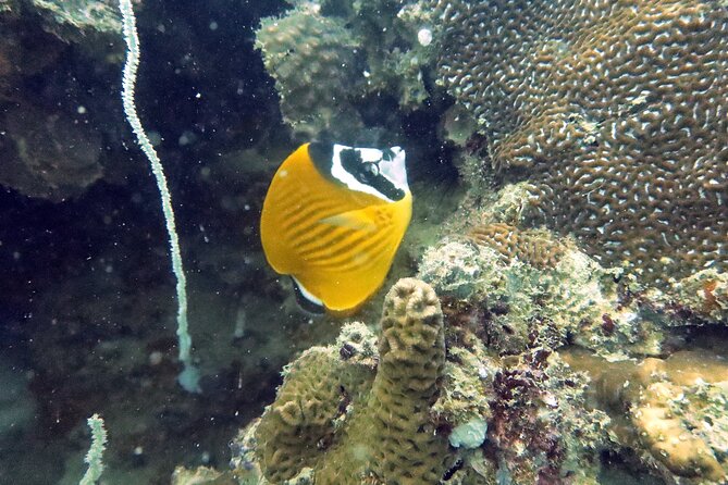 Full Day Diving Activity in Thailand with Lunch - Group size, instruction, and comfort
