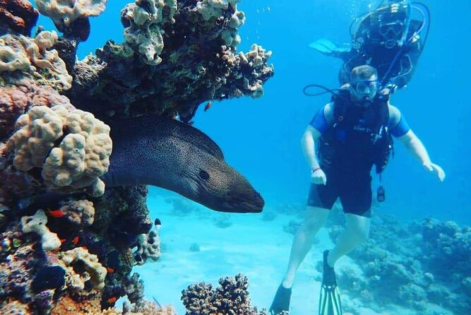 Full Day Diving for Beginners with Lunch in Hurghada - Your first steps below the surface
