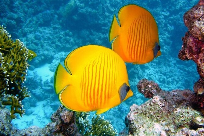 Full Day Diving for Beginners with Lunch in Hurghada - The second underwater session